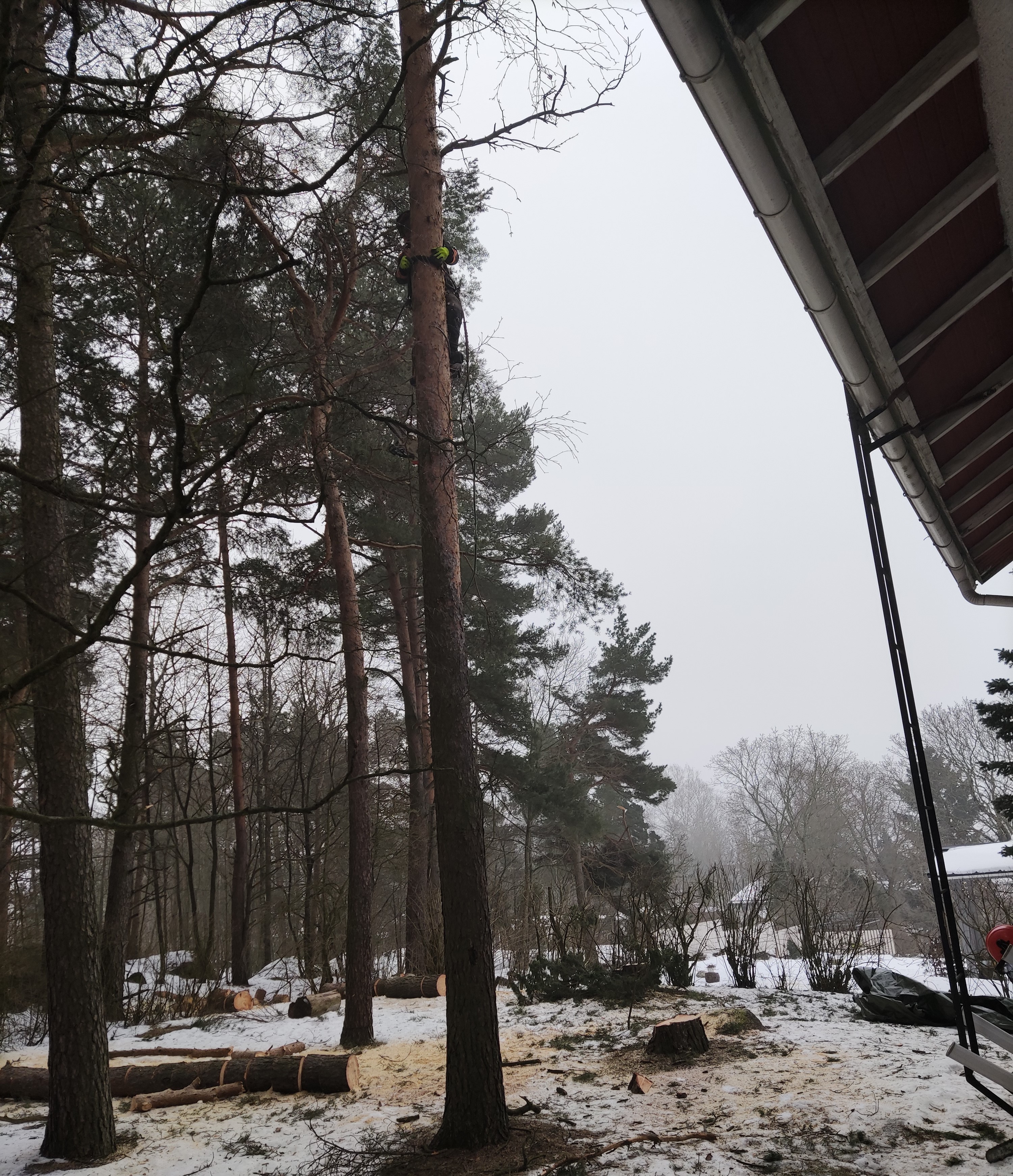 Pihapuunkaatoa rakennuksen vieressä hallitusti