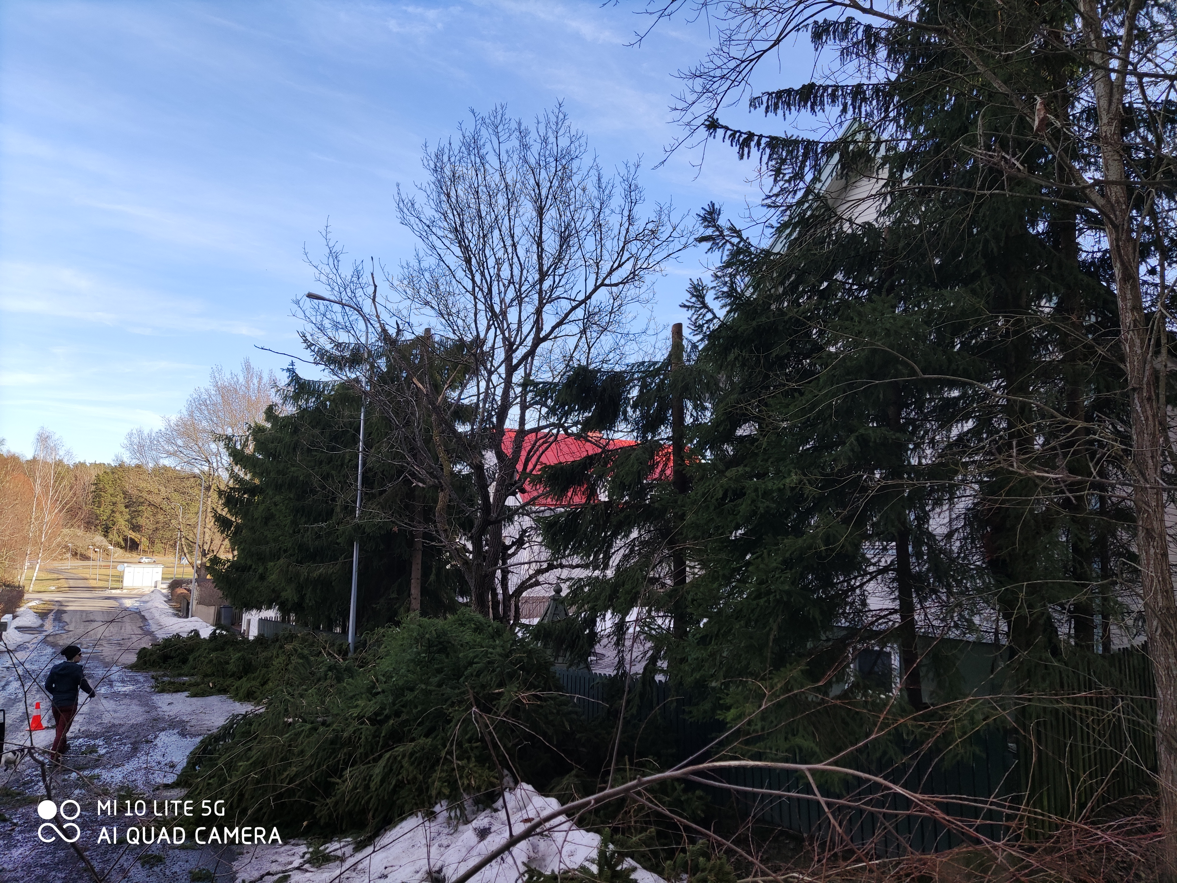 Pihapuun kaatoa ja oksien poisvientiä