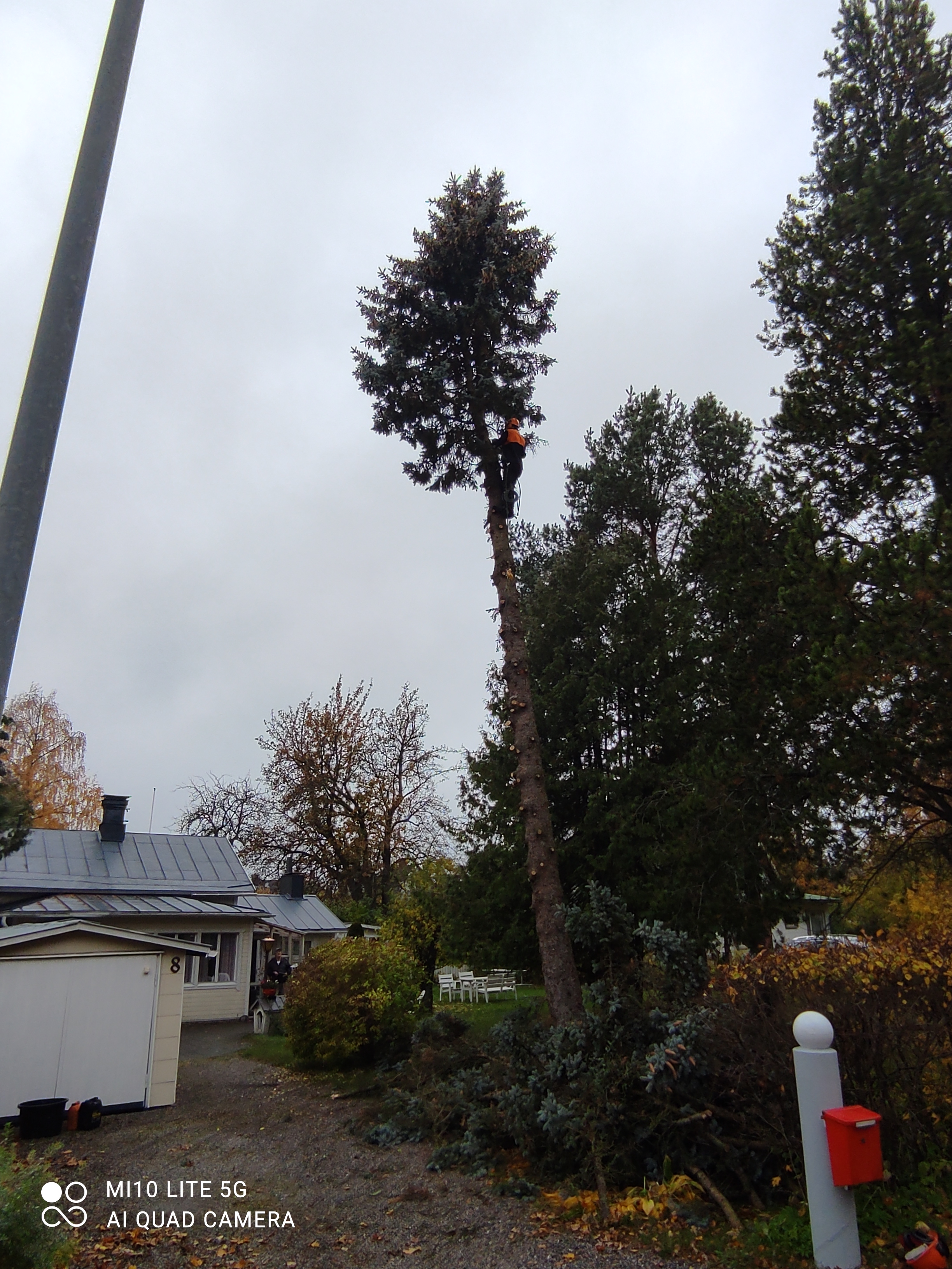 Pihapuun kaatoa puuhun kiiveten