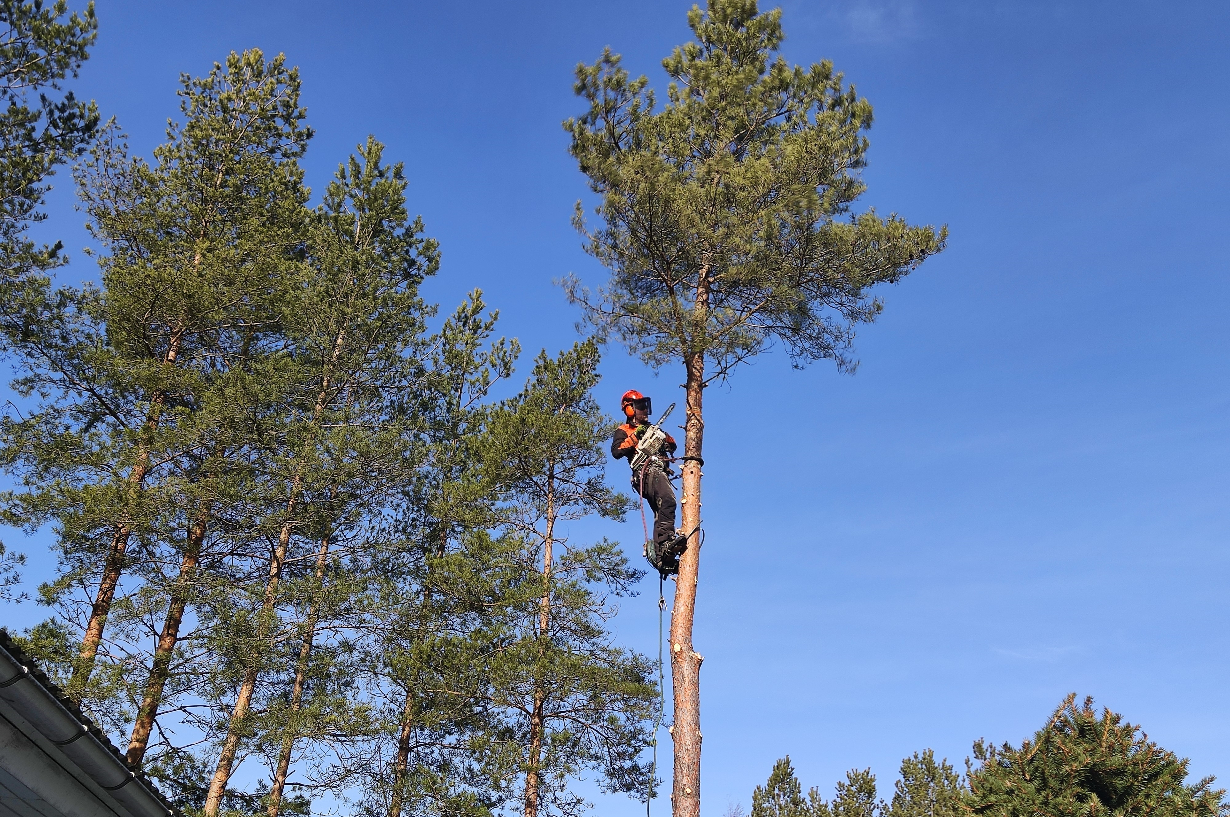 Pihapuun kaatoa puuhun kiiveten